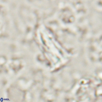 Pseudoblackites evrys VR 025254