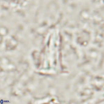 Pseudoblackites evrys VR 025257