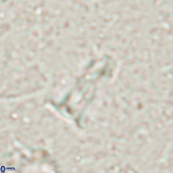 Pseudoblackites evrys VR 025258