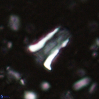 Pseudoblackites evrys VR 025253