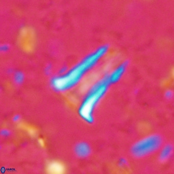 Pseudoblackites evrys VR 025251
