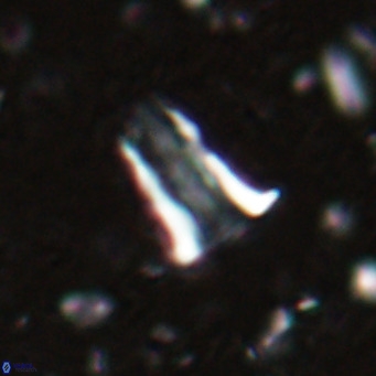 Pseudoblackites evrys VR 025253