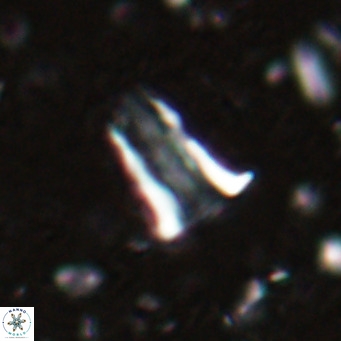 Pseudoblackites evrys VR 025253