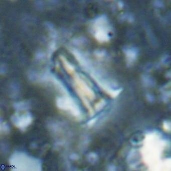 Pseudoblackites evrys VR 025264