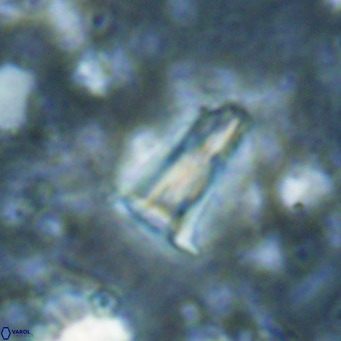 Pseudoblackites evrys VR 025260