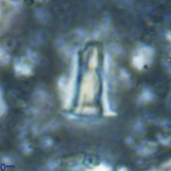 Pseudoblackites evrys VR 025263