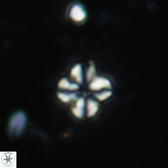 Pseudonannofossil sp 335