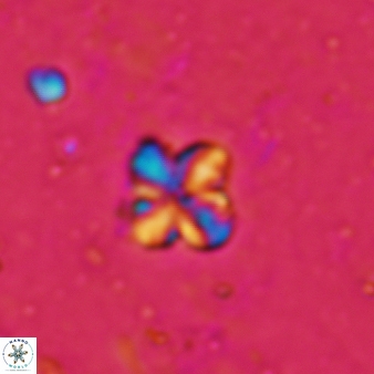 Pseudonannofossil sp 337