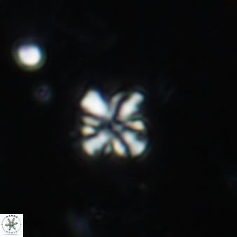 Pseudonannofossil sp 338