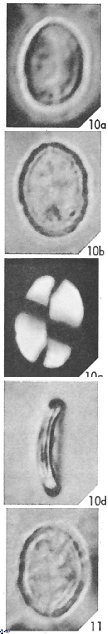 Prolatipatella multicarinata 1789