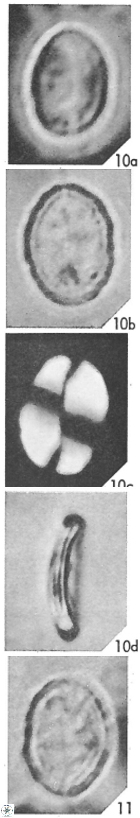 Prolatipatella multicarinata 1789