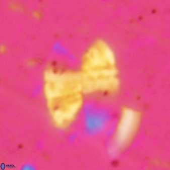 Prolatipatella multicarinata 1693