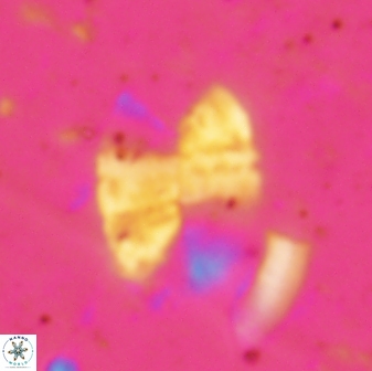 Prolatipatella multicarinata 1693