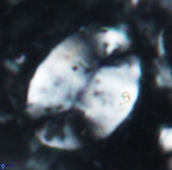 Prolatipatella multicarinata 1789