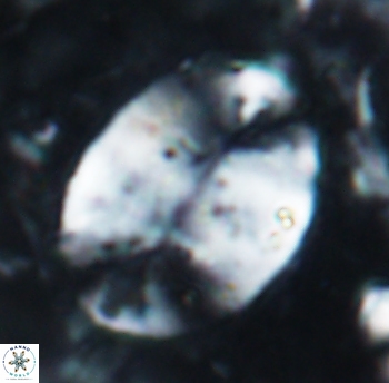 Prolatipatella multicarinata 1789