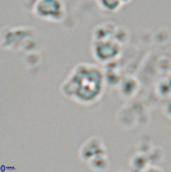 Praeprinsius dimorphosus 22941