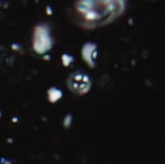 Praeprinsius dimorphosus 22009