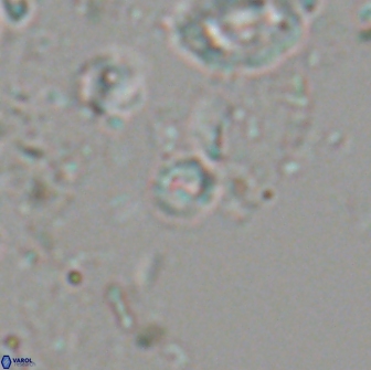 Praeprinsius dimorphosus 22010