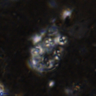 Praeprinsius rosenkratsii 50945
