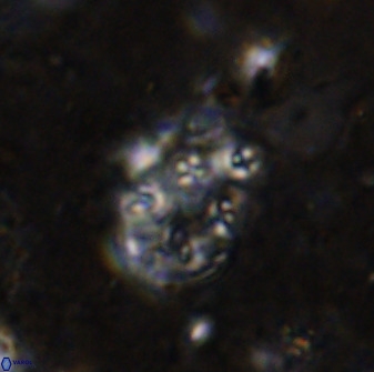 Praeprinsius rosenkratsii 50946