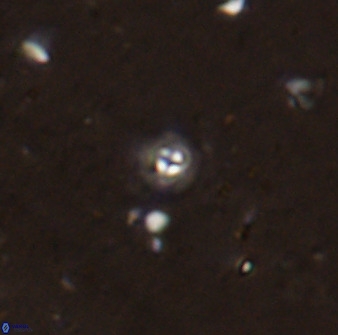 Praeprinsius rosenkratsii 50950