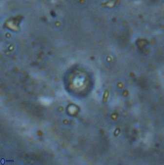 Praeprinsius rosenkratsii 50952