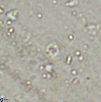 Praeprinsius rosenkratsii 50953