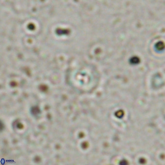 Praeprinsius rosenkratsii 50964