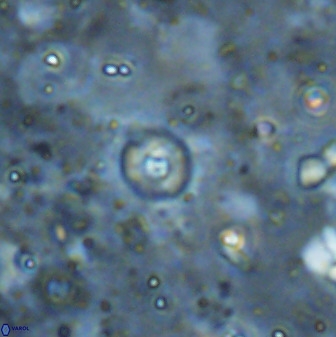 Praeprinsius rosenkratsii 50965