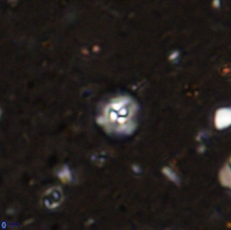 Praeprinsius rosenkratsii 50962