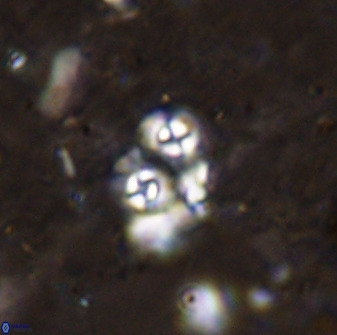 Praeprinsius rosenkratsii 50995