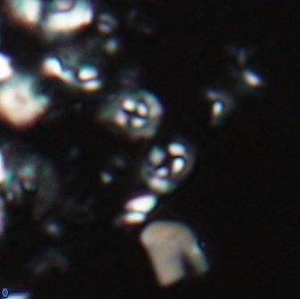 Praeprinsius rosenkrantsii 21975