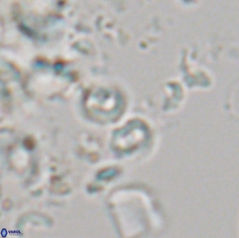 Praeprinsius rosenkrantsii 21978