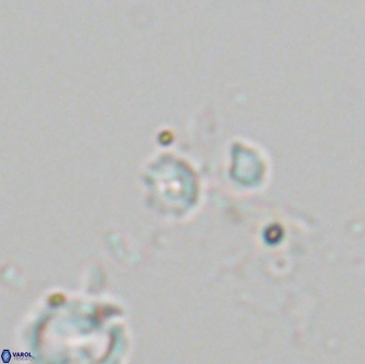 Praeprinsius rosenkrantsii 21991