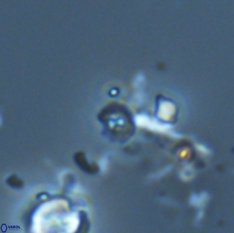 Praeprinsius rosenkrantsii 21992