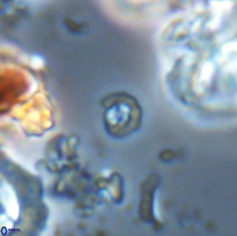 Praeprinsius rosenkrantsii 22020