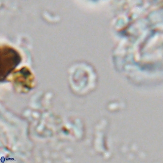 Praeprinsius rosenkrantsii 22021