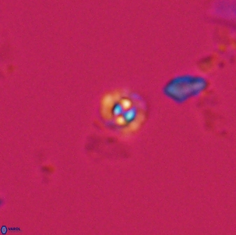 Praeprinsius rosenkrantzii 22943