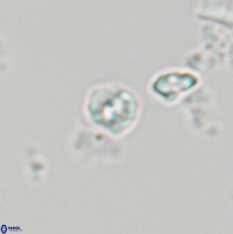 Praeprinsius rosenkrantzii 22947