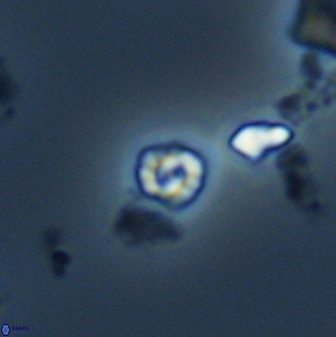 Praeprinsius rosenkrantzii 22949
