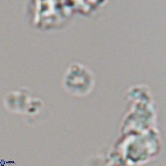 Praeprinsius rosenkrantzii 22912