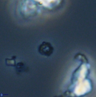 Praeprinsius rosenkrantzii 22913