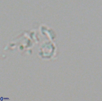 Praeprinsius tenuiculus 21997