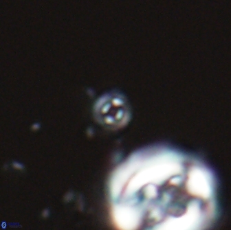 Praeprinsius tenuiculus 22013