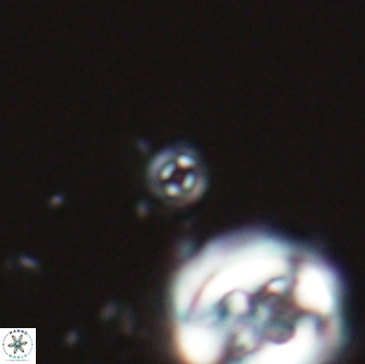 Praeprinsius tenuiculus 22013