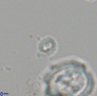 Praeprinsius tenuiculus 22015