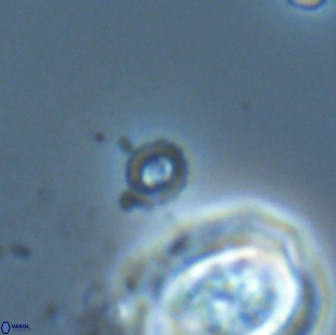 Praeprinsius tenuiculus 22016
