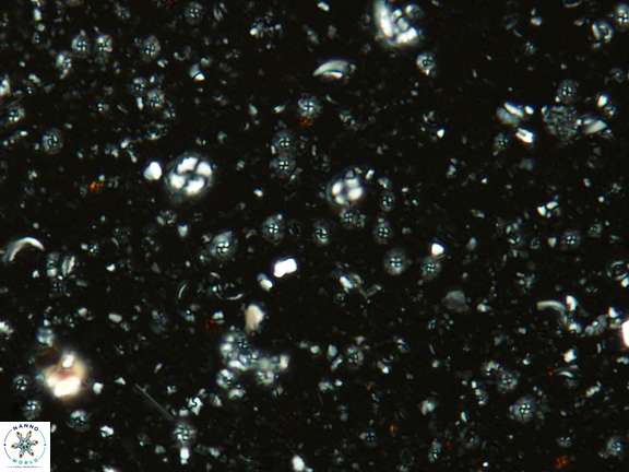 Praeprinsius VR 07126