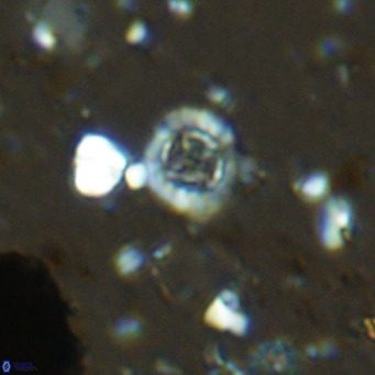Prediscosphaera columnata VR 14497
