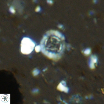 Prediscosphaera columnata VR 14497